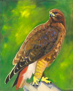 Original Painting, Red-Tailed Hawk